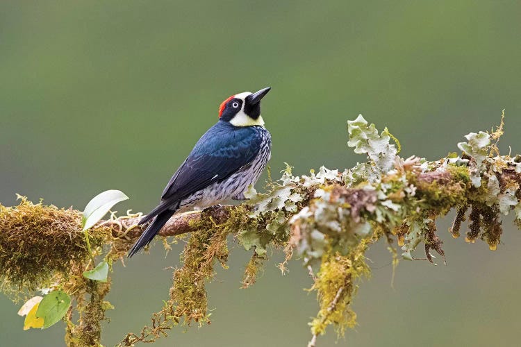 Acorn woodpecker  perching on branch, Talamanca Mountains, Costa Rica