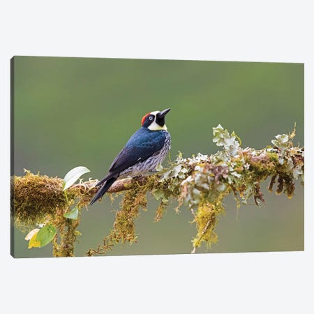 Acorn woodpecker  perching on branch, Talamanca Mountains, Costa Rica Canvas Print #PIM15343} by Panoramic Images Canvas Art Print