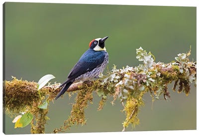 Acorn woodpecker  perching on branch, Talamanca Mountains, Costa Rica Canvas Art Print - Woodpecker Art