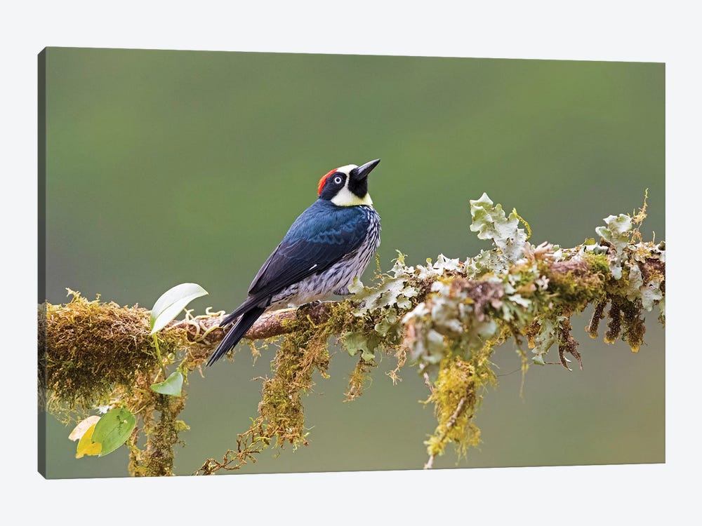 Acorn woodpecker  perching on branch, Talamanca Mountains, Costa Rica by Panoramic Images 1-piece Canvas Art Print