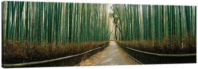 Arashiyama bamboo forest, Kyoto Prefecture, Kinki Region, Honshu, Japan Canvas Art Print - Arashiyama Bamboo Forest