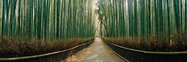 Arashiyama Bamboo Forest: Arashiyama bamboo forest, Kyoto Prefecture, Kinki Region, Honshu, Japan by Panoramic Images