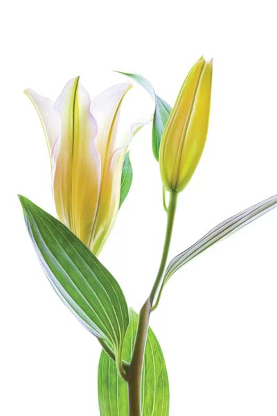 Asiatic Lily against white background by Panoramic Images multi panel art