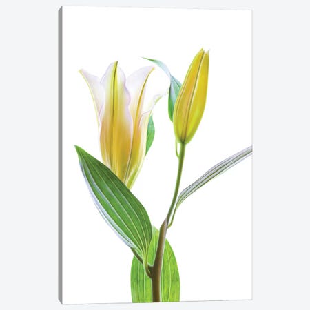 Asiatic Lily against white background Canvas Print #PIM15362} by Panoramic Images Art Print
