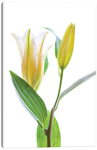 Asiatic Lily against white background Canvas Art Print - Still Life Photography