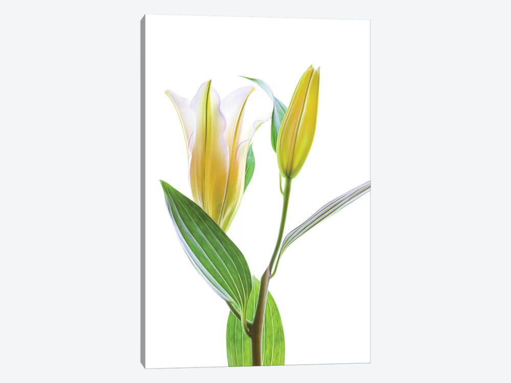Asiatic Lily against white background by Panoramic Images 1-piece Canvas Artwork