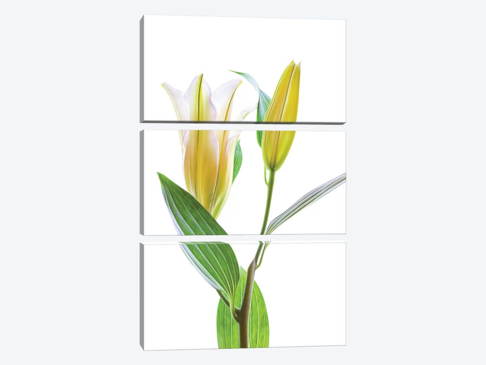 Asiatic Lily against white background by Panoramic Images 3-piece Canvas Art