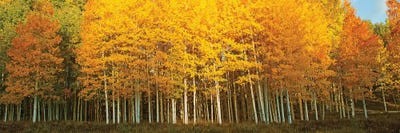 Aspen trees in autumn, Last Dollar Road, Telluride, Colorado, USA by Panoramic Images canvas print