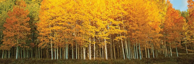 Aspen trees in autumn, Last Dollar Road, Telluride, Colorado, USA by Panoramic Images wall art