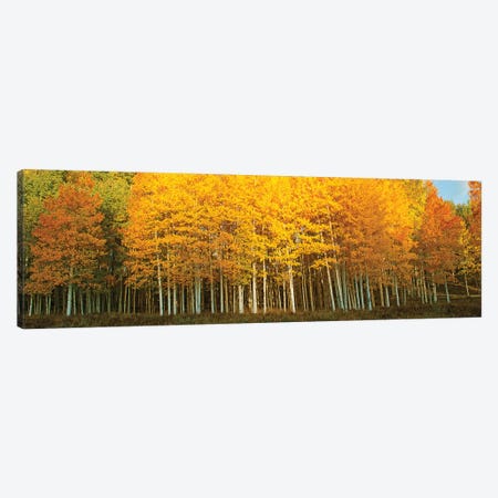 Aspen trees in autumn, Last Dollar Road, Telluride, Colorado, USA Canvas Print #PIM15363} by Panoramic Images Art Print