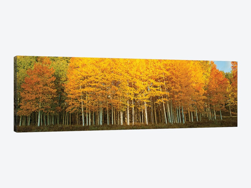 Aspen trees in autumn, Last Dollar Road, Telluride, Colorado, USA by Panoramic Images 1-piece Canvas Art Print