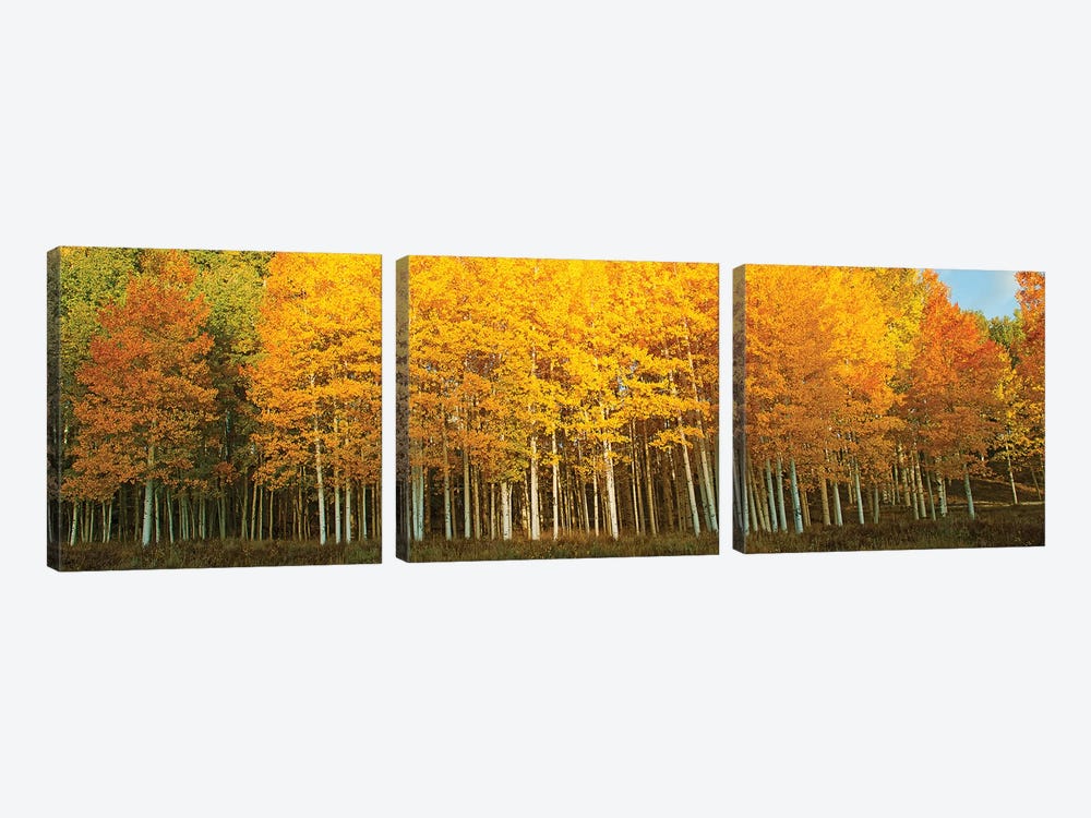 Aspen trees in autumn, Last Dollar Road, Telluride, Colorado, USA by Panoramic Images 3-piece Canvas Art Print