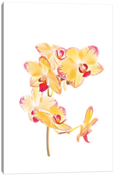 Backlit Orchids against white background Canvas Art Print - Orchid Art