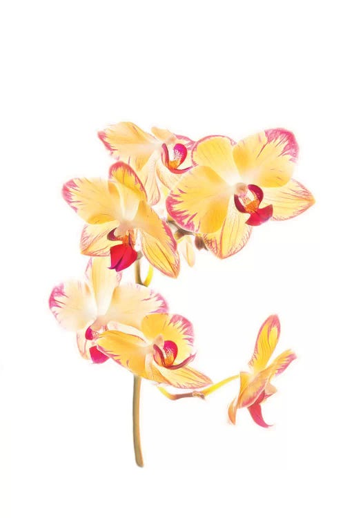 Backlit Orchids against white background