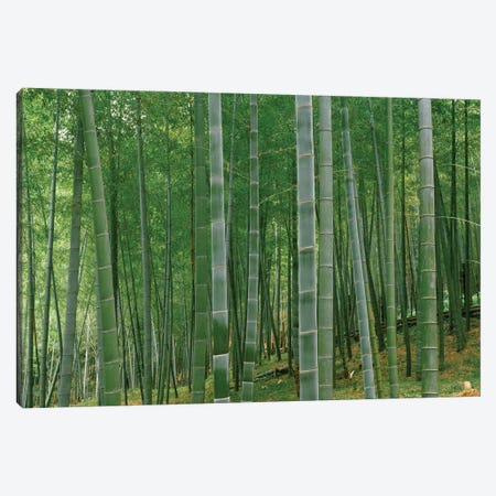 Bamboo trees in a forest, Fukuoka, Kyushu, Japan Canvas Print #PIM15366} by Panoramic Images Canvas Wall Art