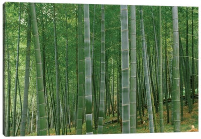 Bamboo trees in a forest, Fukuoka, Kyushu, Japan Canvas Art Print - Arashiyama Bamboo Forest