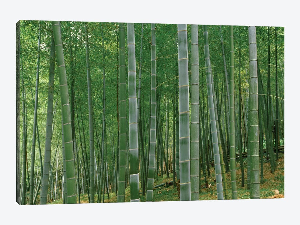 Bamboo trees in a forest, Fukuoka, Kyushu, Japan by Panoramic Images 1-piece Canvas Artwork