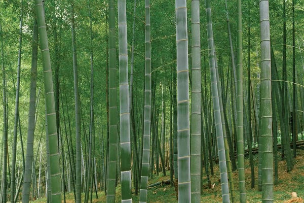 Arashiyama Bamboo Forest: Bamboo trees in a forest, Fukuoka, Kyushu, Japan by Panoramic Images