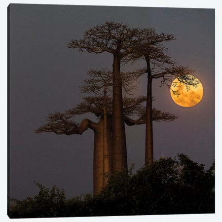 Baobabs  and moon, Morondava, Madagascar Canvas Print #PIM15368} by Panoramic Images Canvas Print
