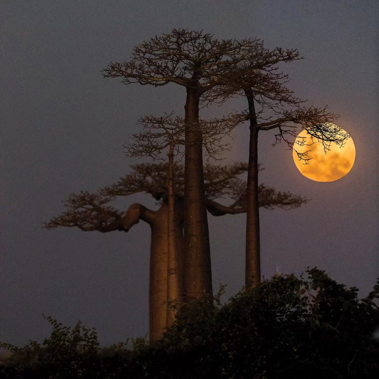 Baobabs  and moon, Morondava, Madagascar