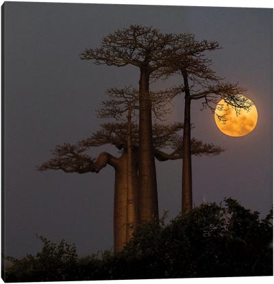 Baobabs  and moon, Morondava, Madagascar Canvas Art Print - Africa Art