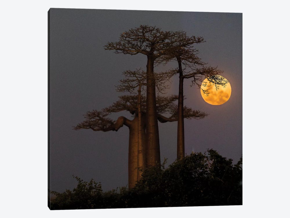 Baobabs  and moon, Morondava, Madagascar by Panoramic Images 1-piece Canvas Wall Art