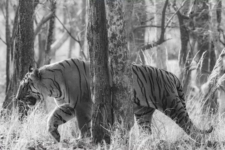 Bengal Tiger among trees, India