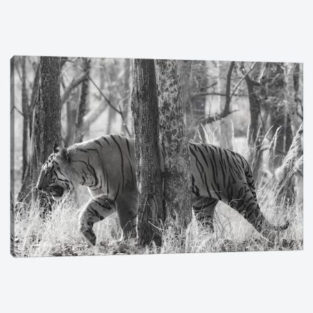 Bengal Tiger among trees, India Canvas Print #PIM15377} by Panoramic Images Canvas Art Print
