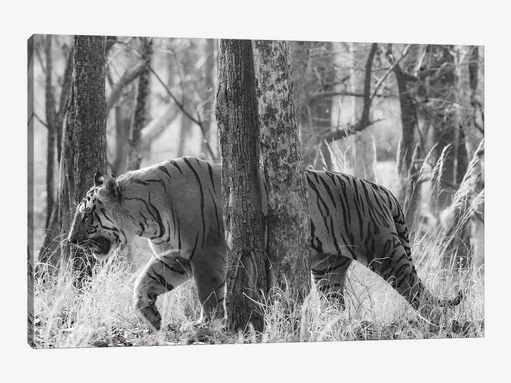 Bengal Tiger among trees, India by Panoramic Images 1-piece Canvas Wall Art