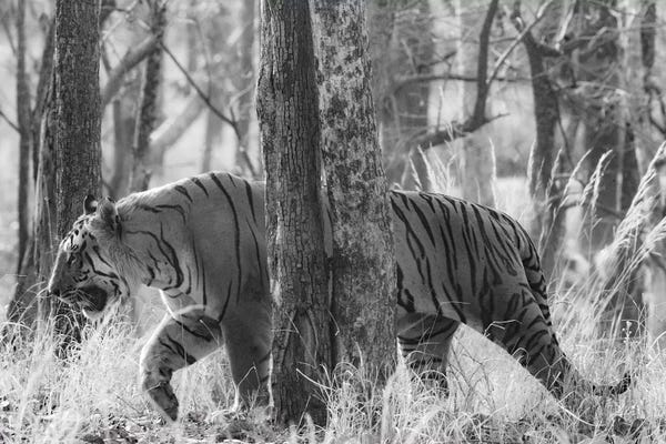 India: Bengal Tiger among trees, India by Panoramic Images