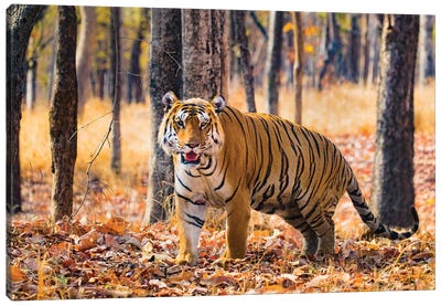 Bengal Tiger, India Canvas Art Print - India Art