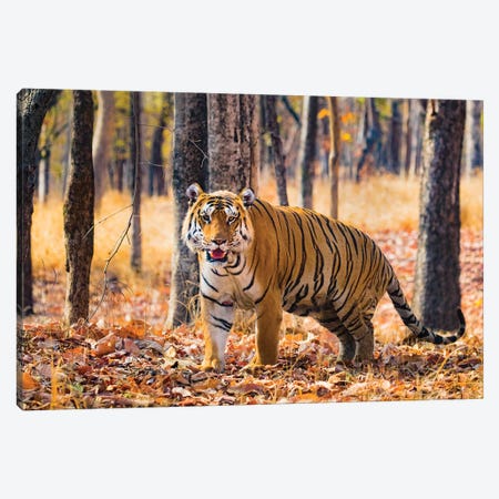 Bengal Tiger, India Canvas Print #PIM15378} by Panoramic Images Canvas Art