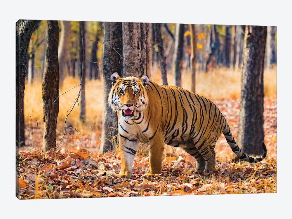 Bengal Tiger, India 1-piece Canvas Art Print