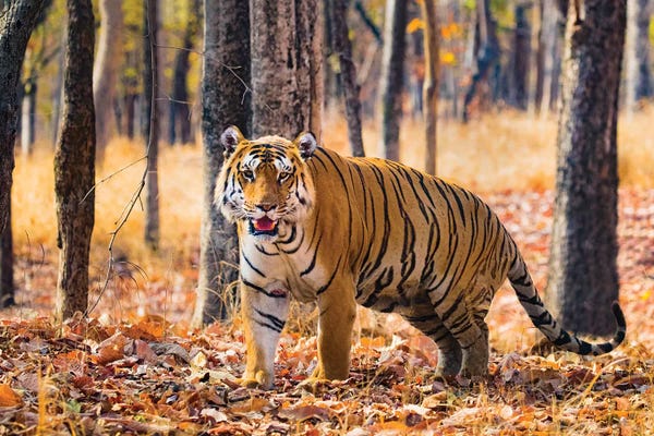 India: Bengal Tiger, India by Panoramic Images