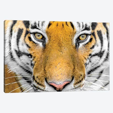 Bengal tiger head close up, India Canvas Print #PIM15379} by Panoramic Images Canvas Art
