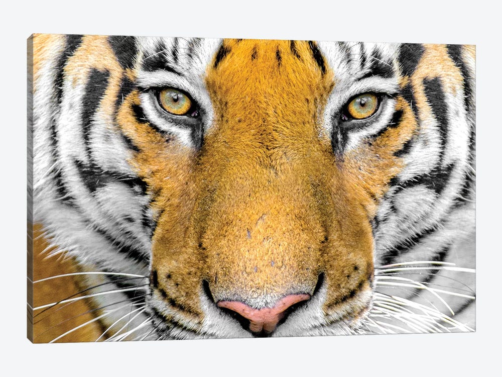 Bengal tiger head close up, India by Panoramic Images 1-piece Canvas Artwork