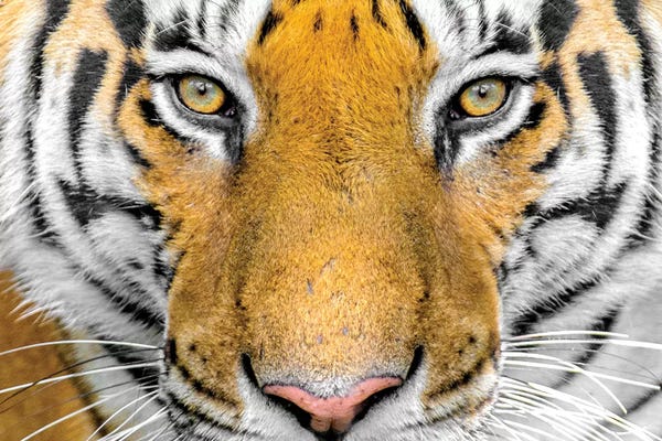 India: Bengal tiger head close up, India by Panoramic Images