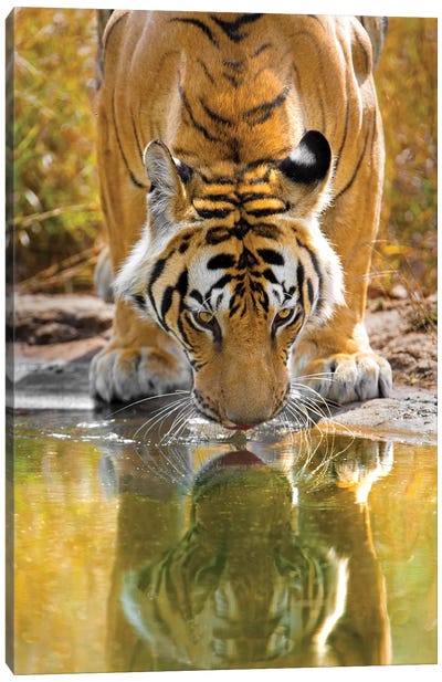 Bengal tiger reflecting in water, India Canvas Art Print - India Art