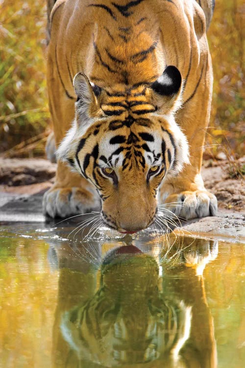 Bengal tiger reflecting in water, India