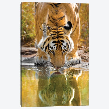 Bengal tiger reflecting in water, India Canvas Print #PIM15380} by Panoramic Images Canvas Print