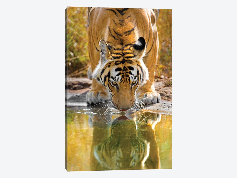 Bengal tiger reflecting in water, India 1-piece Canvas Art