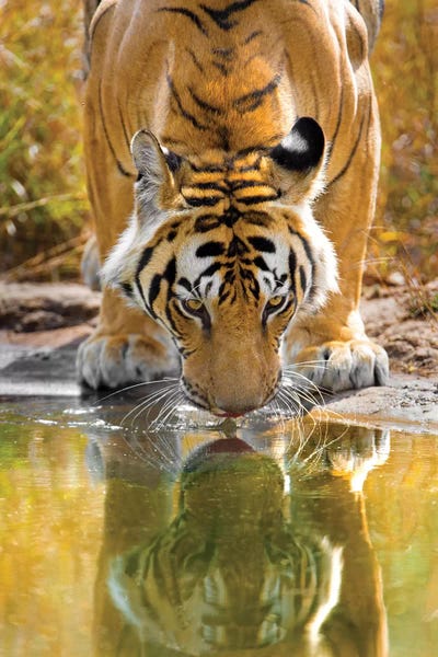 India: Bengal tiger reflecting in water, India by Panoramic Images