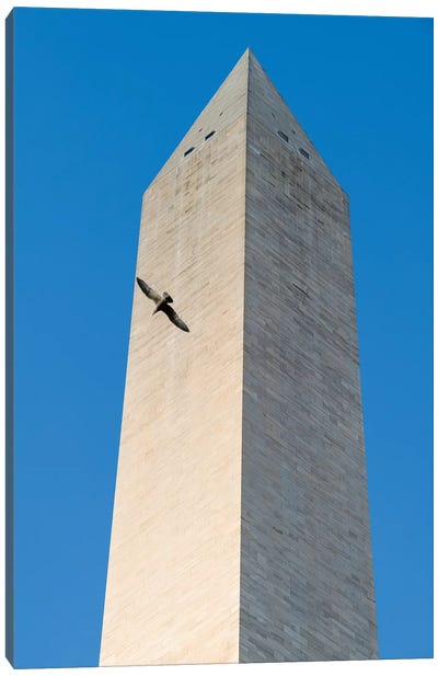 Bird flying around The Washington Monument on the National Mall in Washington DC, USA Canvas Art Print - Flag Art