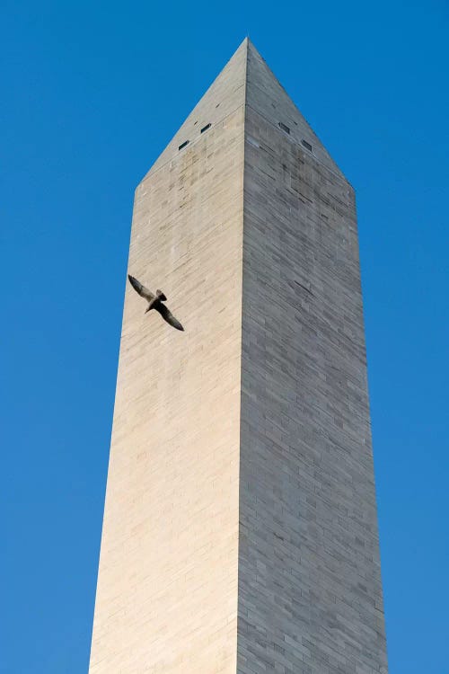 Bird flying around The Washington Monument on the National Mall in Washington DC, USA