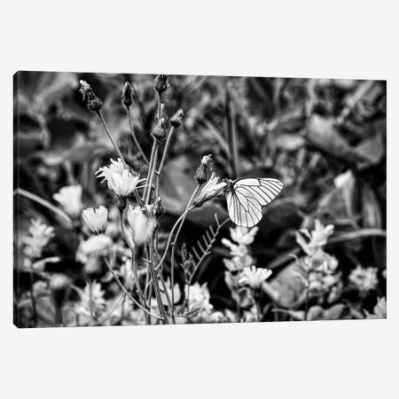 Black veined white butterfly on flower head, Tyrol, Austria Canvas Print #PIM15386} by Panoramic Images Canvas Artwork