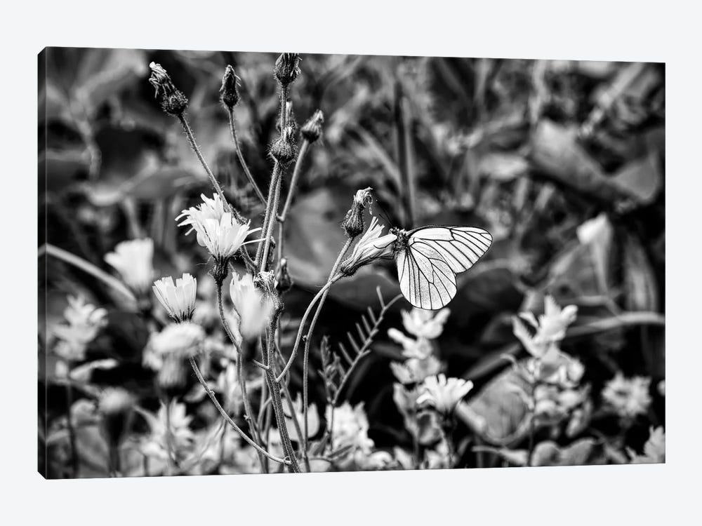 Black veined white butterfly on flower head, Tyrol, Austria by Panoramic Images 1-piece Canvas Wall Art