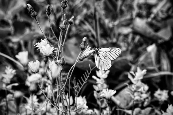 Black veined white butterfly on flower head, Tyrol, Austria