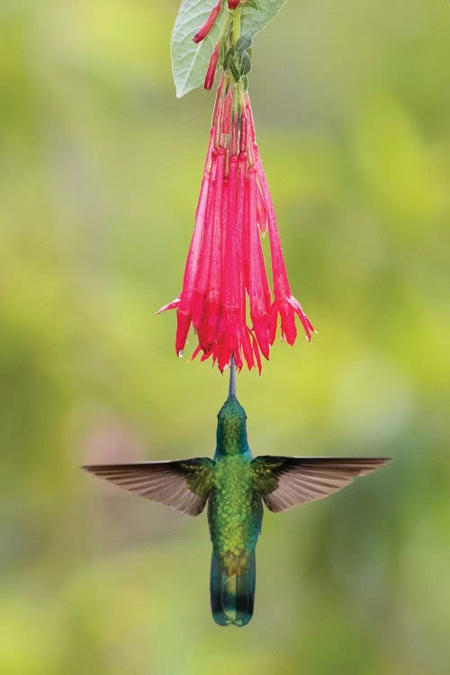 Blue-eared violet hummingbird hovering near flower, Talamanca Mountains, Costa Rica