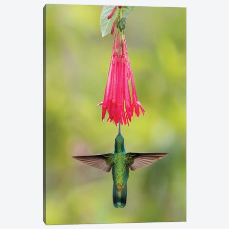 Blue-eared violet hummingbird hovering near flower, Talamanca Mountains, Costa Rica Canvas Print #PIM15389} by Panoramic Images Canvas Print