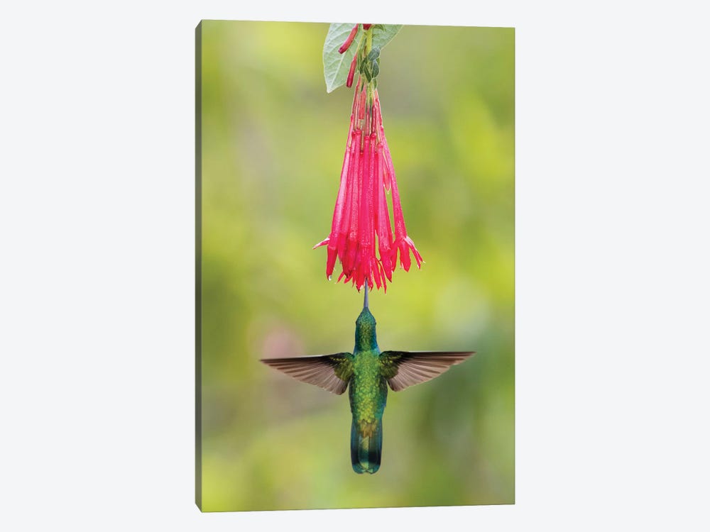 Blue-eared violet hummingbird hovering near flower, Talamanca Mountains, Costa Rica by Panoramic Images 1-piece Canvas Art Print